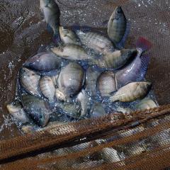 Farmed tilapia, photo WorldFish - in a net