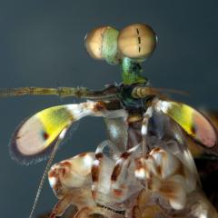 Mantis Shrimp