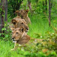 Lions during the wet season. Photo by Jean‐Baptiste Deffontaines
