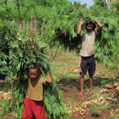 Leucaena is harvested in eastern Indonesia, before being fed to cattle. Image: Max Shelton