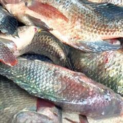 Caged fish value chain improvements creating better outcomes for farmers in Lake Victoria, Kenya