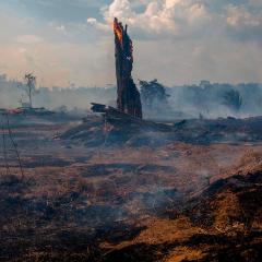 Science Amazon burned landscape