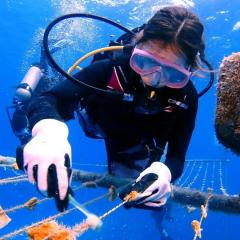 Research scuba diver using cleaning technology (toothbrush) on a net