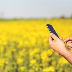 male hands holding a smart phone. He's standing in a field of yellow flowers. 