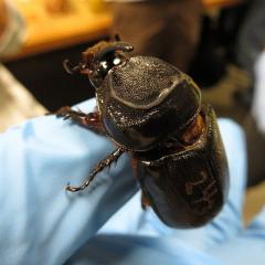 Rhinoceros beetle crawling over the gloved hand of a researcher. 