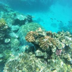 Coral reef with increased sediment 