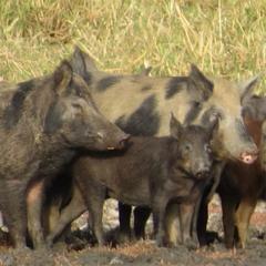 wild pigs and piglets in the wild 