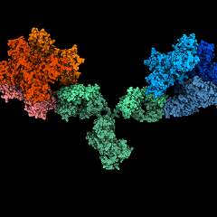 Image depicts the 1G5.3 antibody (green) bound to both Zika (red) and dengue (blue) NS1 proteins. It's based on structural data but idealised to showing binding to both viral proteins simultaneously