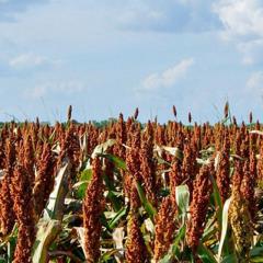 Sorghum wheat with blue sky and white clouds 