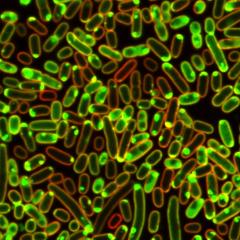 cellular photographs of antibiotics working on cells under microscope - green and red pill-type shapes all together