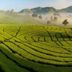 Indonesia tea fields Java