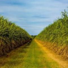 Sugarcane field 