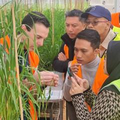 Wheat grown in a glass house with a researcher showing participants of the Australia Awards Indonesia course the grain of the wheat