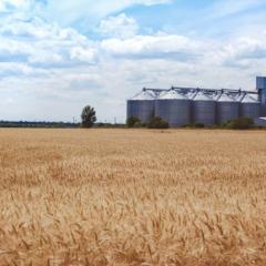 wheat fields under a bright sky with a large wheat silo