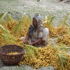 Image of a woman in Pakistan processing food. 
