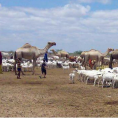 Camel milk value chain analysis in Kenya