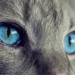 Grey cat with bright blue eyes